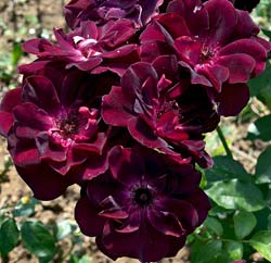 Rosal 'Burgundy Ice'